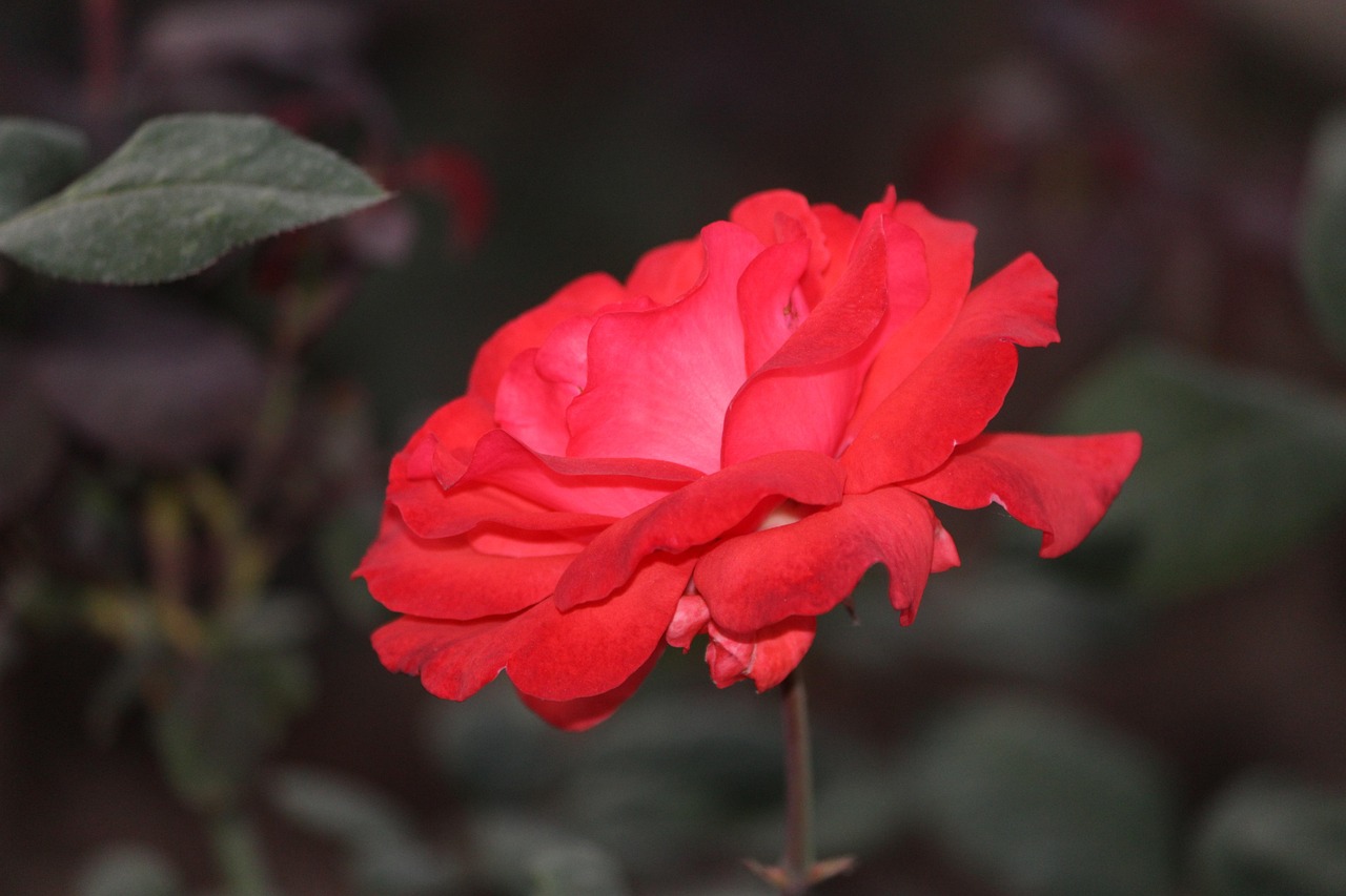 Best Countries To Go To For Christmas