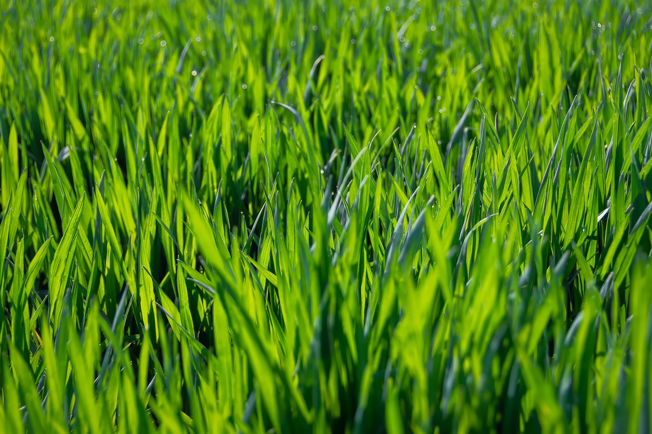 Top 5 Places To Visit For Christmas